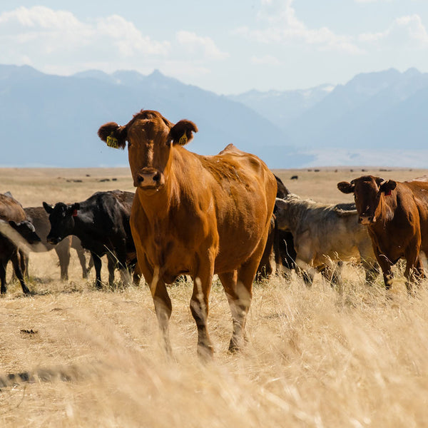 Cows in a field with mountains in the background