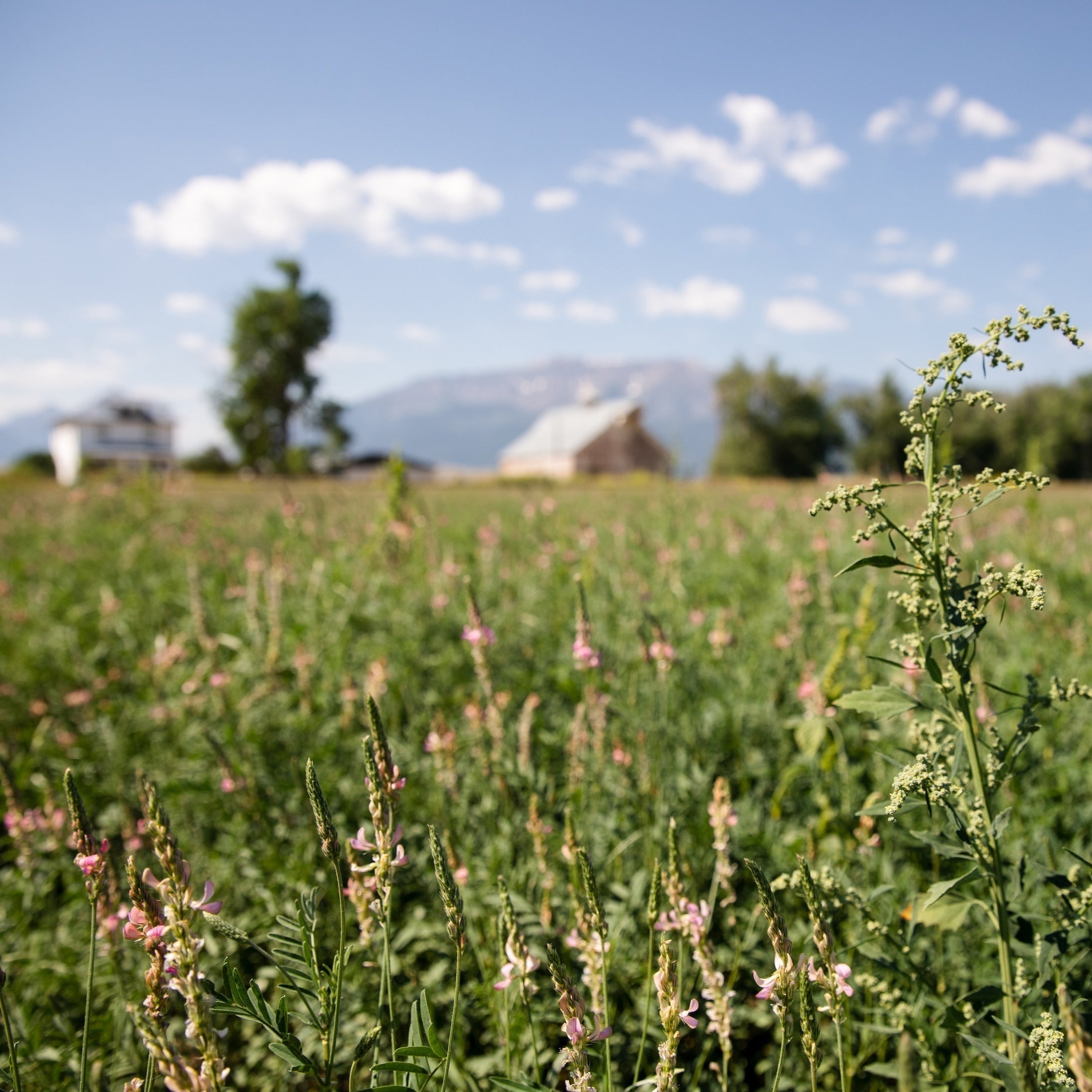 A Commitment to Regnerative Ranching