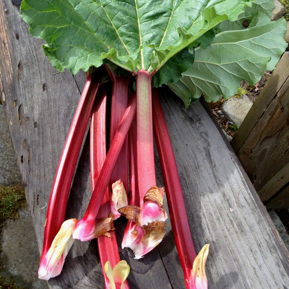 Rhubarb Mostarda