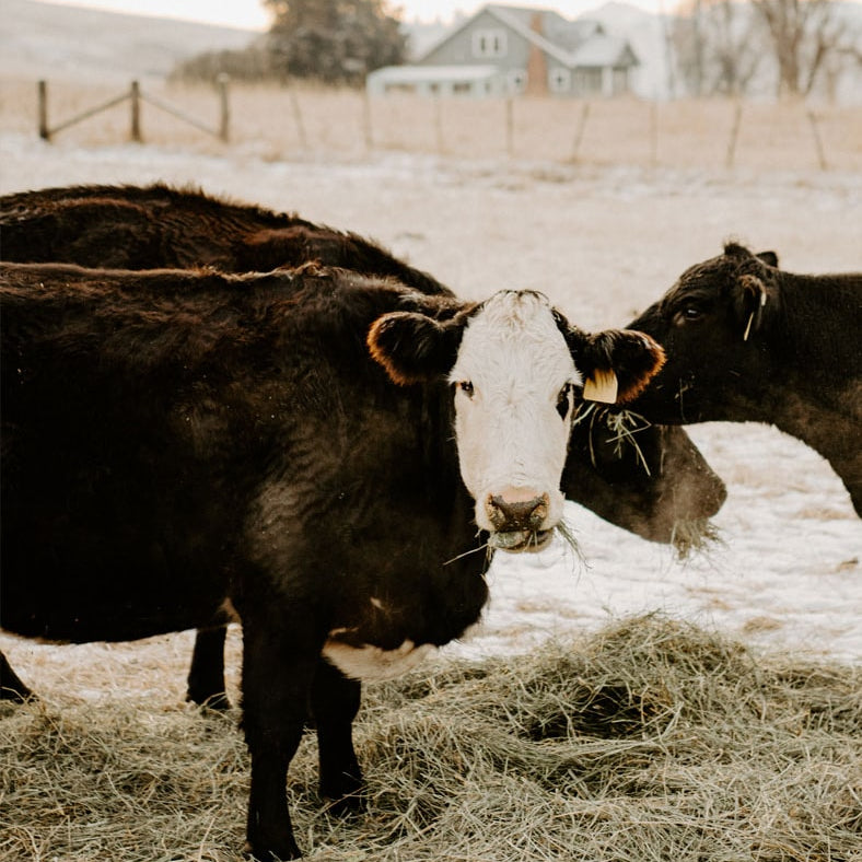 Beyond the January Reset