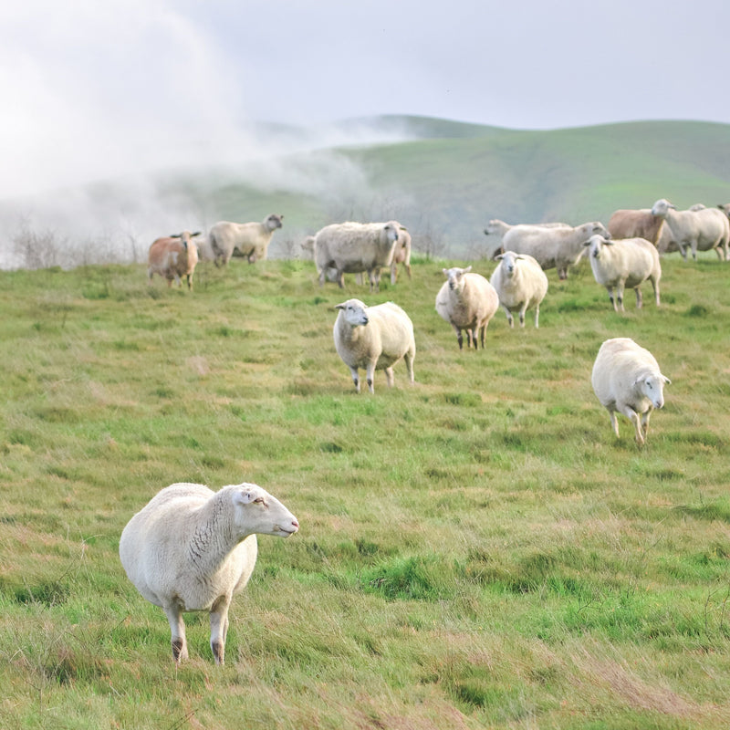 Our Favorite Ground Lamb Recipes