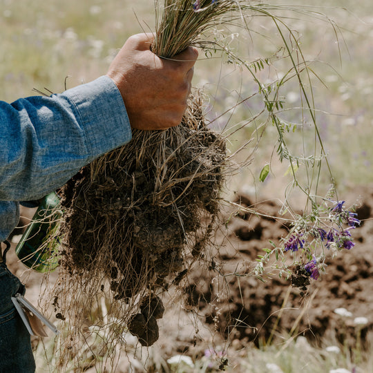 HEALTHY SOIL, sustainable planet